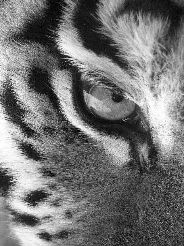 640px-Amur_Tiger_Panthera_tigris_altaica_Eye_free_touse