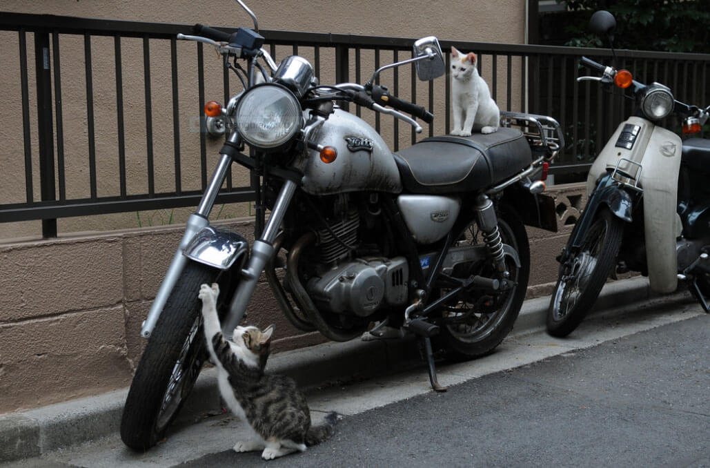 Cats-Motorcycle