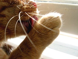 cat-cleaning-paw
