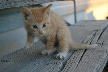 kitten