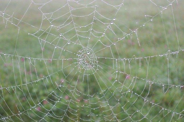 web